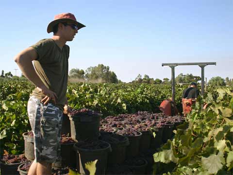 downundr The fruit picking season usually begins in December and ends in May.